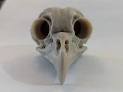 Barred owl skull