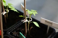 Clip pour tiges de plantes — photo 3
