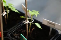Clip pour tiges de plantes — photo 1