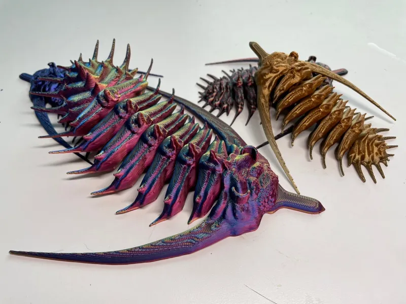 Trilobite: Psychopyge elegans