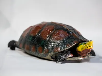 Yaeyama yellow-margined box turtle