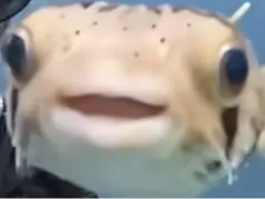 PufferFish