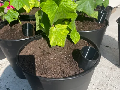 Vegetables Funnel