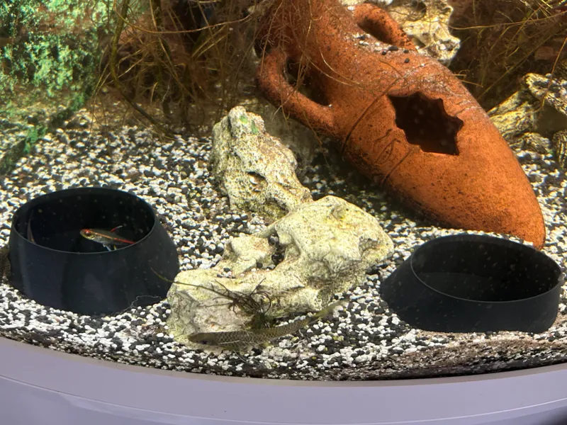 Fischtunnel