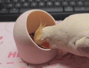 玄凤鹦鹉鸟食盆