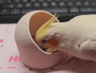 玄凤鹦鹉鸟食盆