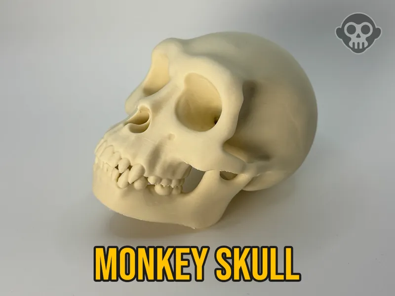 Monkey Skull