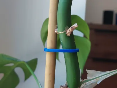 Plant clip