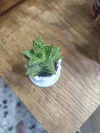 Vase torsadé avec sa soucoupe — photo 3