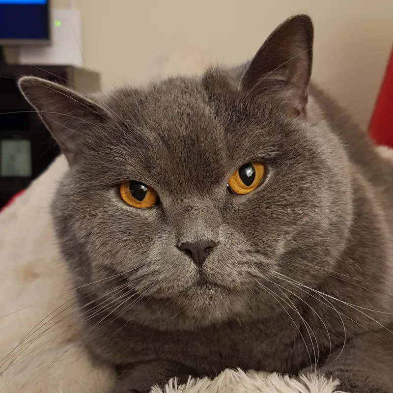 Gato British Shortair Hueforge
