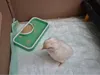 Low-profile, tip-proof chick feeder
