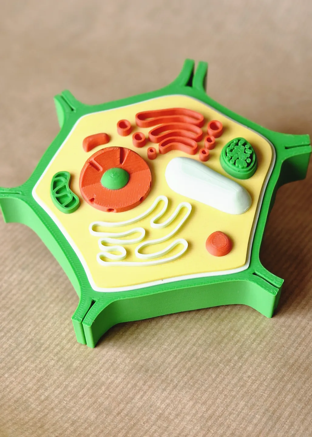 Plant Cell - Free 3D Print Model - MakerWorld