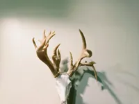 Ian's Buck - 50% scale