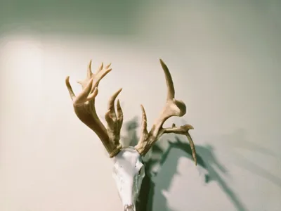 Whitetail BAS Antler Set - "Ian's" Buck