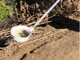 Very Big Mosquito Dipper for larvae/pupae