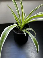 Grand pot à fleurs — photo 3