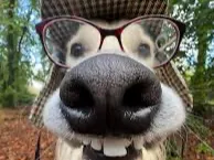 Funny and weird dog