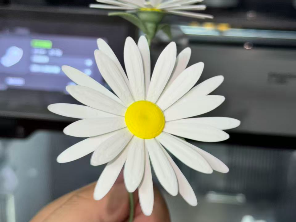 Miniatura 1 do modelo 3D 小雏菊 真实的小雏菊