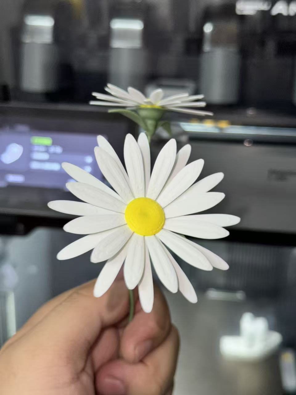 Miniatura 2 do modelo 3D 小雏菊 真实的小雏菊