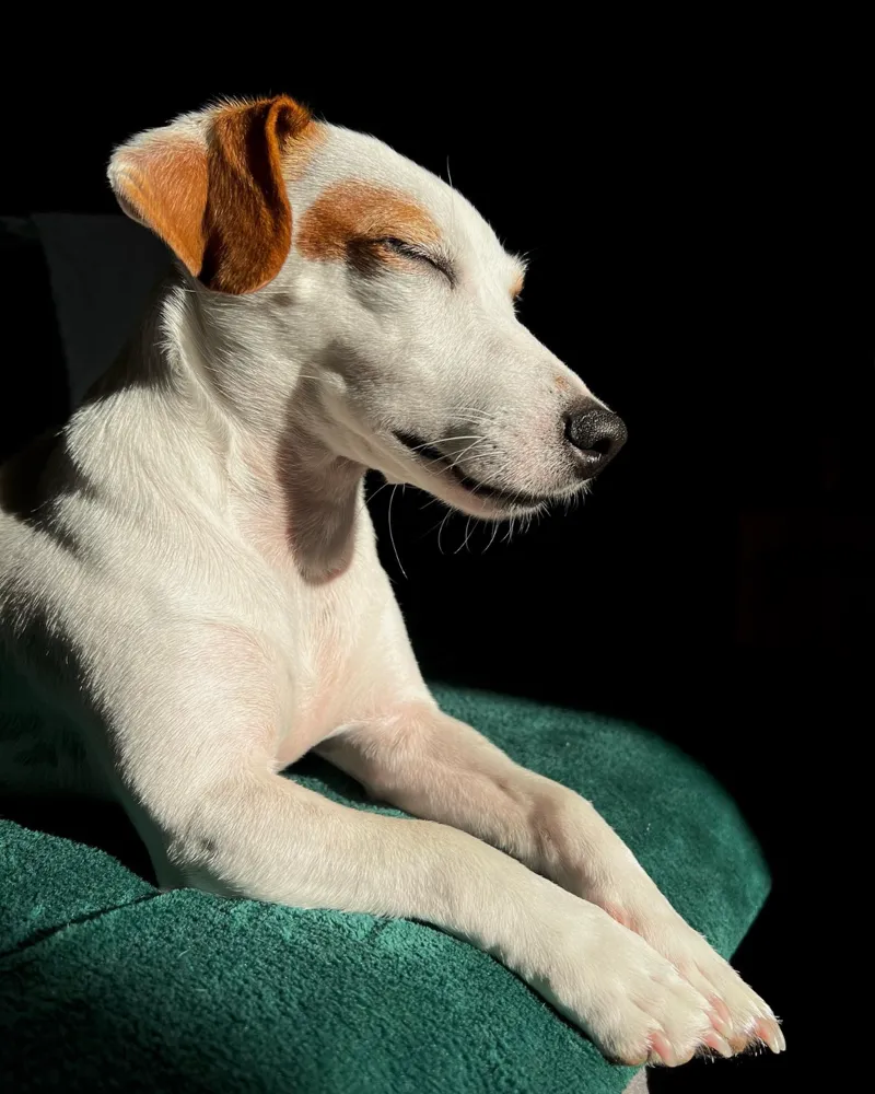 Jack Russell Terrier napping in the Sun - HueForge