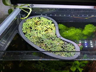 Kidney-shaped Floating Aquarium Ring