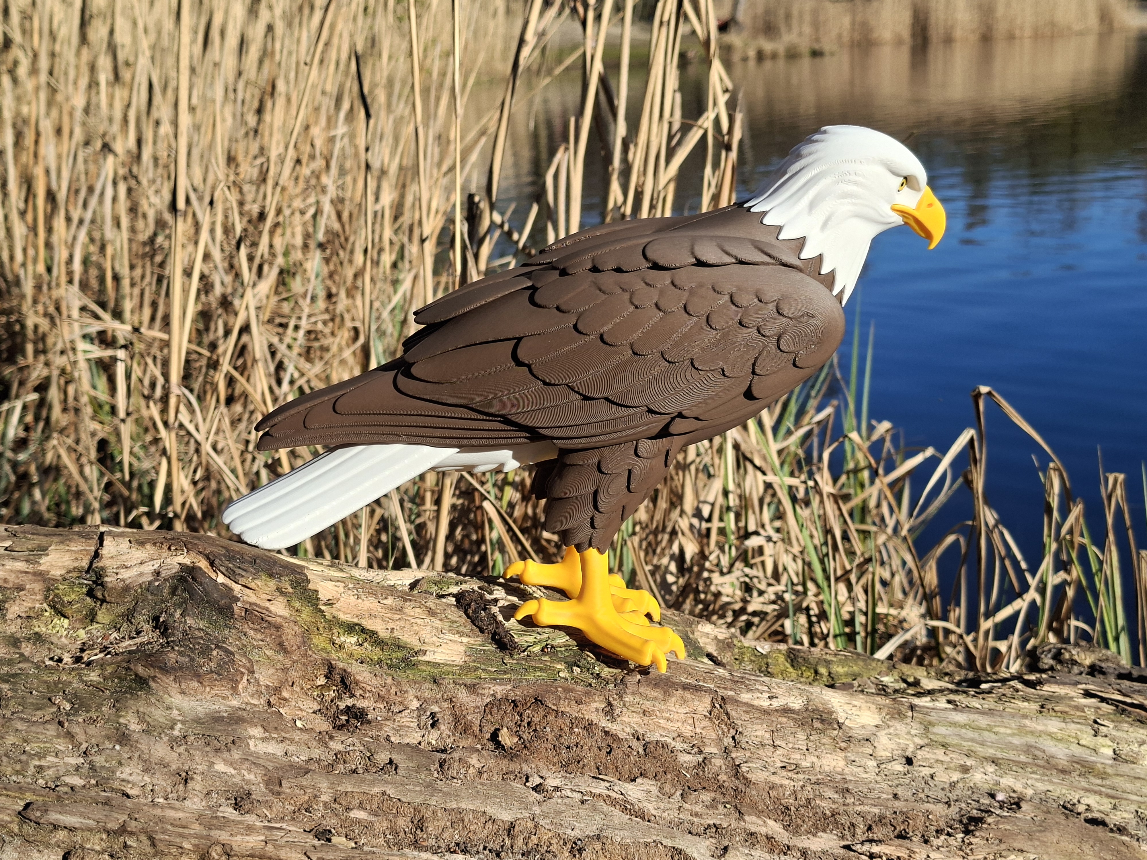 Miniatura 3 do modelo 3D Multi-Color Bald Eagle 1:4 Scale