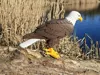 Bald Eagle - for X1 Carbon