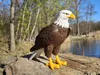 Bald Eagle - No AMS - A1 mini