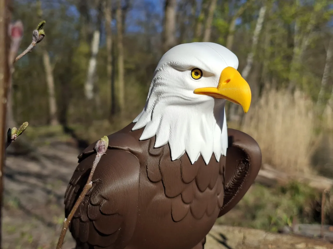 Multi-Color Bald Eagle 1:4 Scale view 2