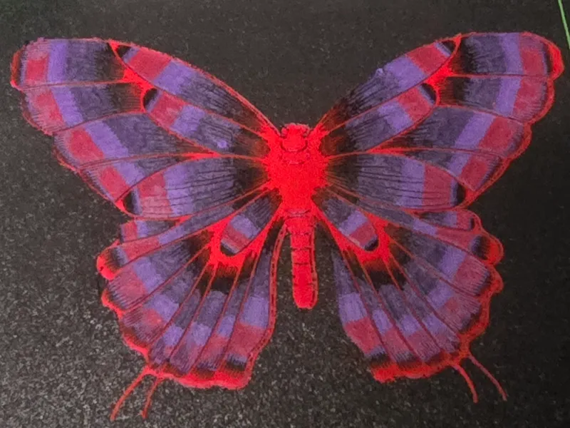 Butterfly
