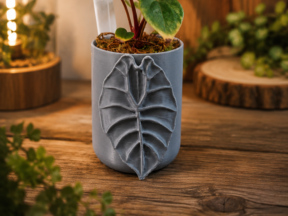 Übertopf Alocasia Watsoniana 100ml 