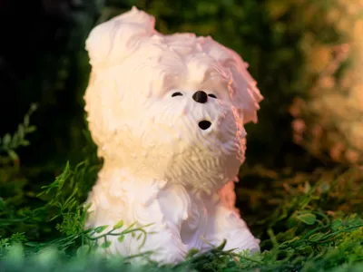 Wind Blown Dog Cake Meme