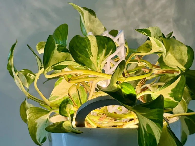 Geometric plant support