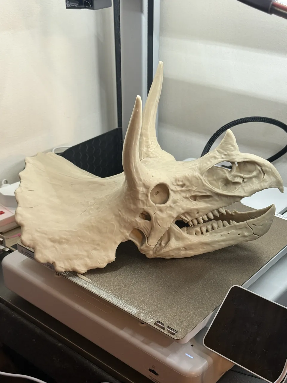 Triceratops Skull Replica view 2