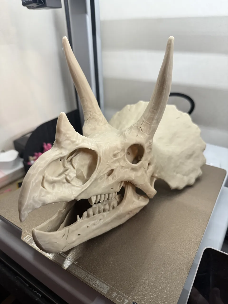 Triceratops Skull Replica view 4