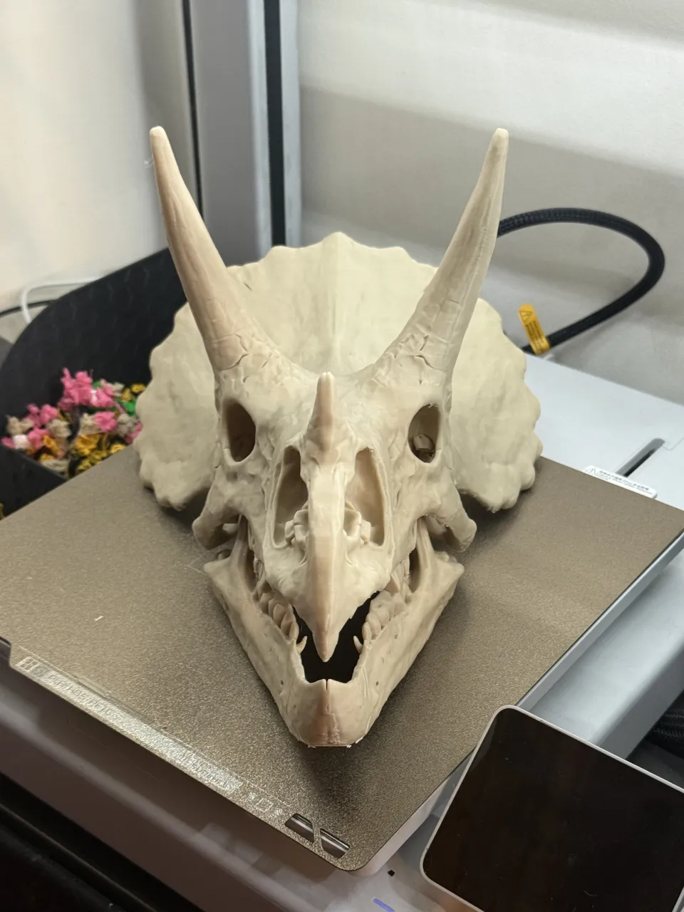 Triceratops Skull Replica view 3