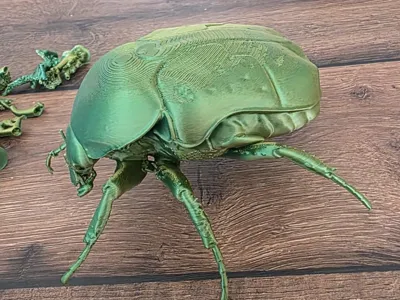 Rose Chafer
