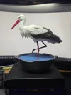 Stork color version :)