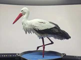 10 most popular polish birds - 02 Stork/Bocian