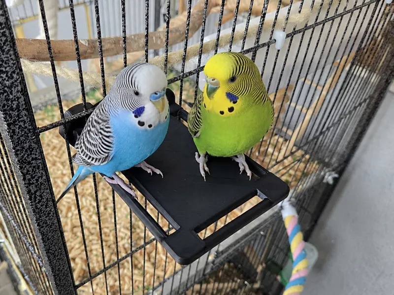 Budgie Perch Platform