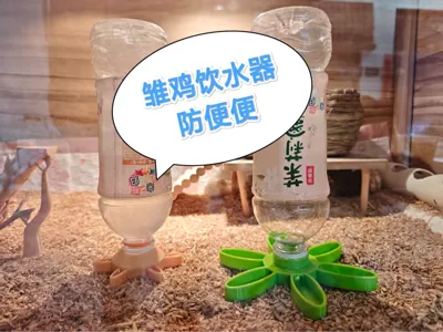 Button Quail Mineral Water Bottle Feeder