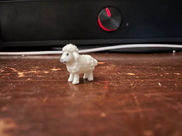 sheep