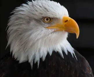 Aigle