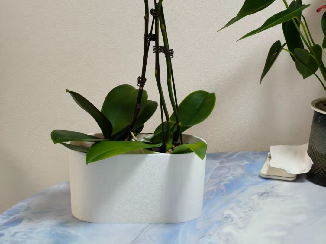 蝴蝶兰组合花盆