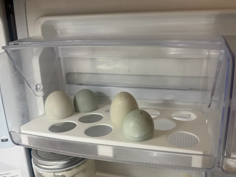 Fridge Egg Stand – Keep eggs chill and stylish