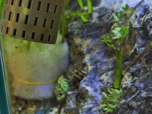 Aquarium Plant Pot– Reusable Sinking Basket