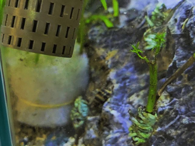 Aquarium Plant Pot– Reusable Sinking Basket