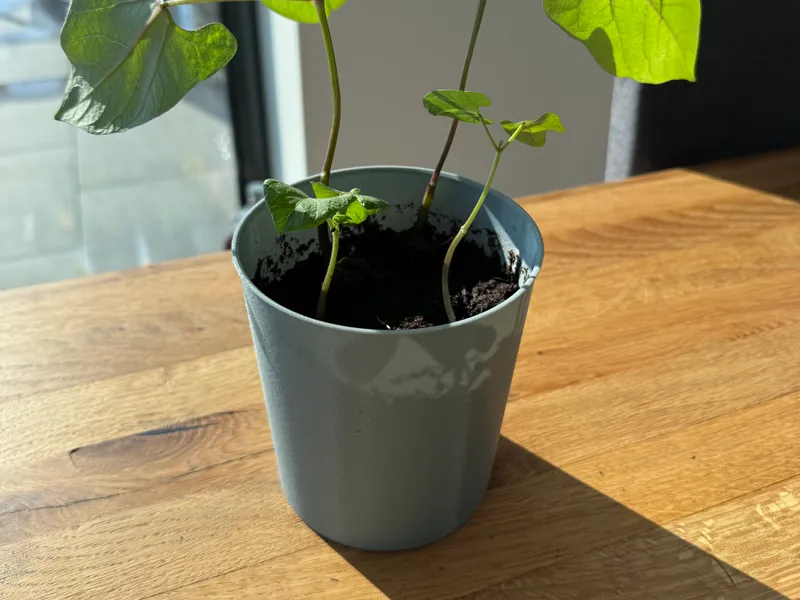 Simple flover pot