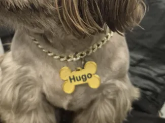 Keychain Dog's Name & Phone