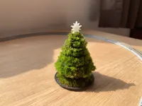 Paysage de mousse « pin détendu » de Noël — photo 2